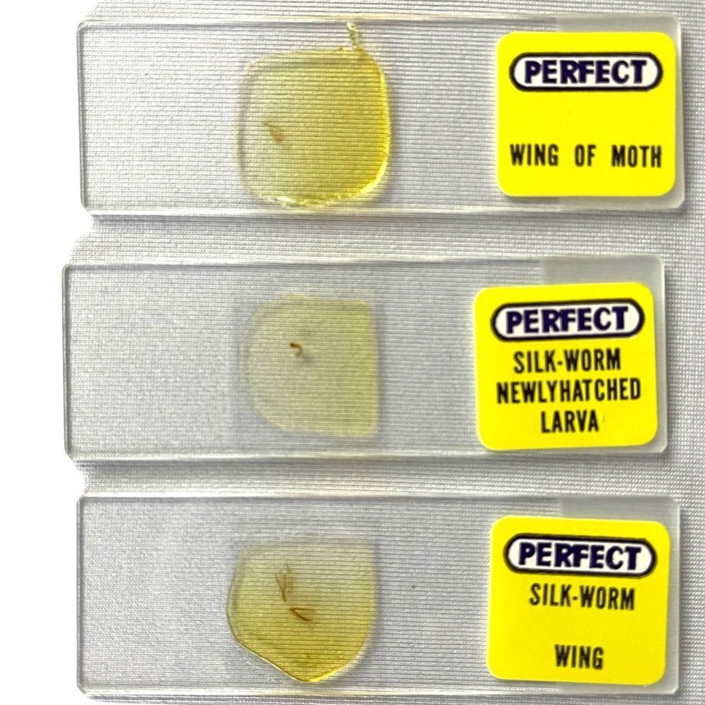 6 Perfect Brand 1” x 3” Prepared Specimen Slides Butterflies and Worms No 810 - Picture 8 of 10